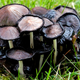 Illustration for article titled The Mushroom That's Only Poisonous If You're Also Drinking